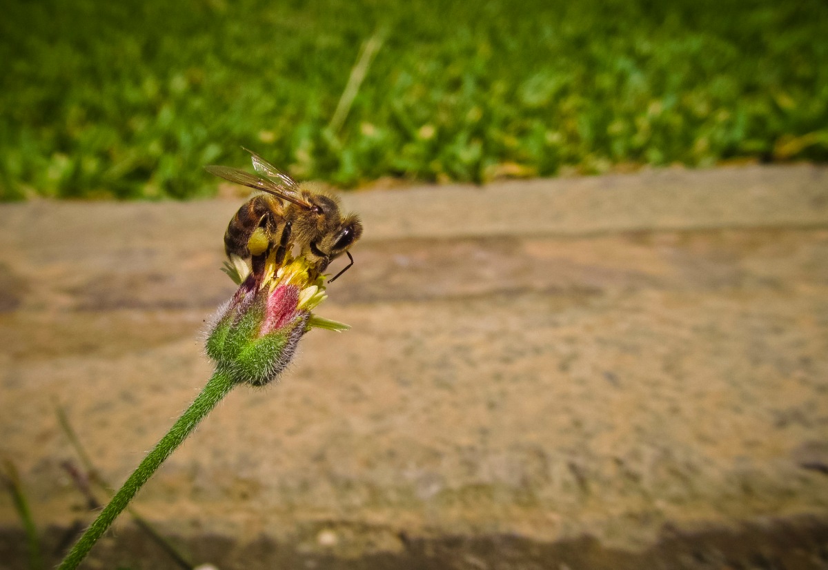 Filtro anti-polen: Tipos, cómo y cuándo cambiarlo